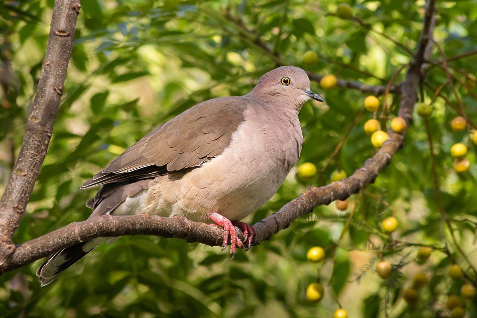 White-tipped Dove (brasiliensis Group) - ML204621281