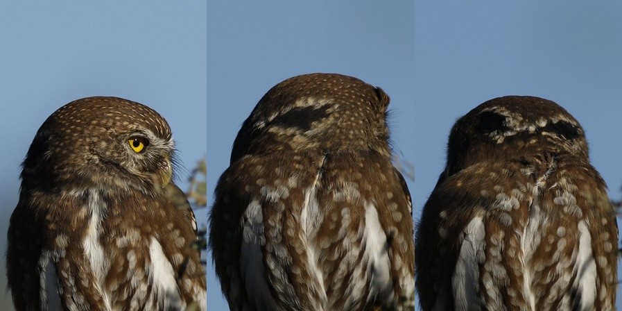Ferruginous Pygmy-Owl (Ferruginous) - Jorge Claudio Schlemmer