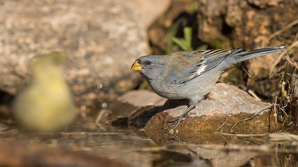 Band-tailed Seedeater - Jorge Claudio Schlemmer