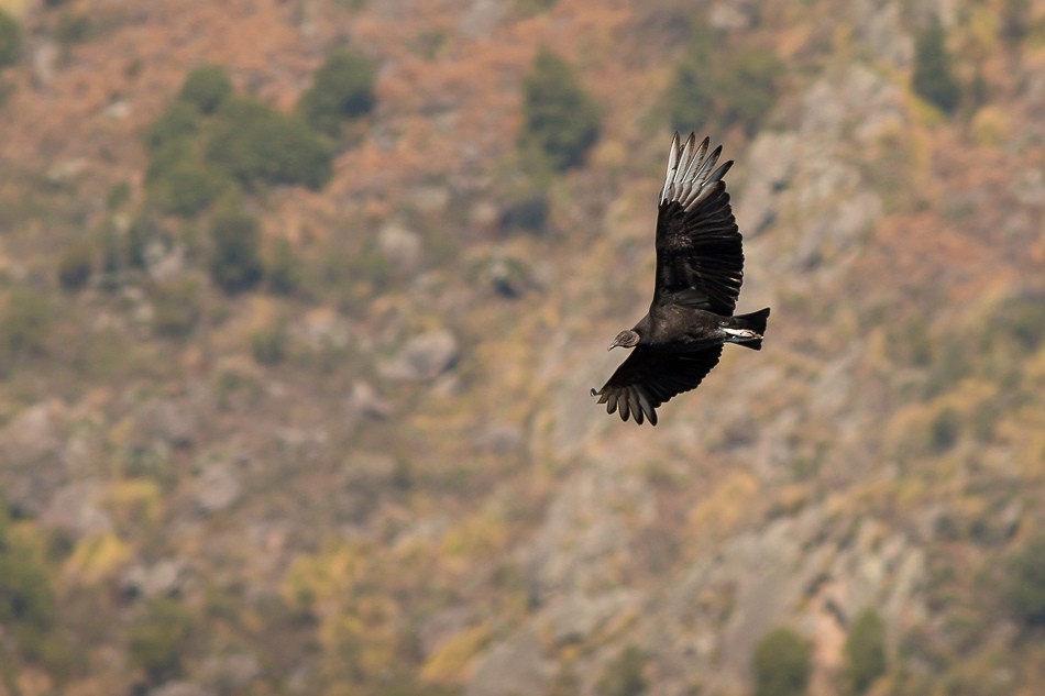 Black Vulture - ML204621471