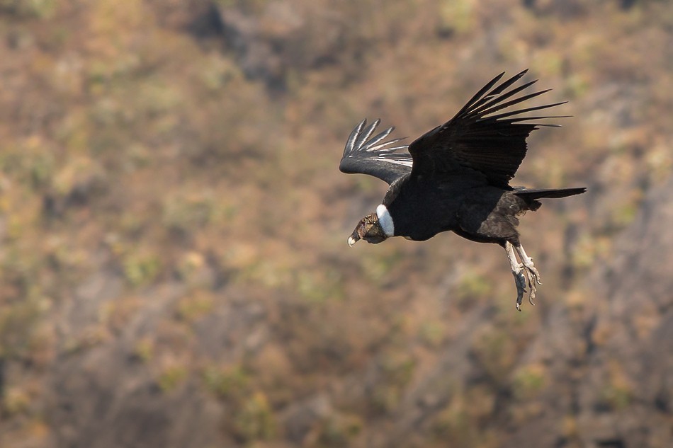 Andean Condor - Jorge Claudio Schlemmer