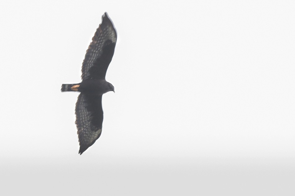 Zone-tailed Hawk - Jorge Claudio Schlemmer