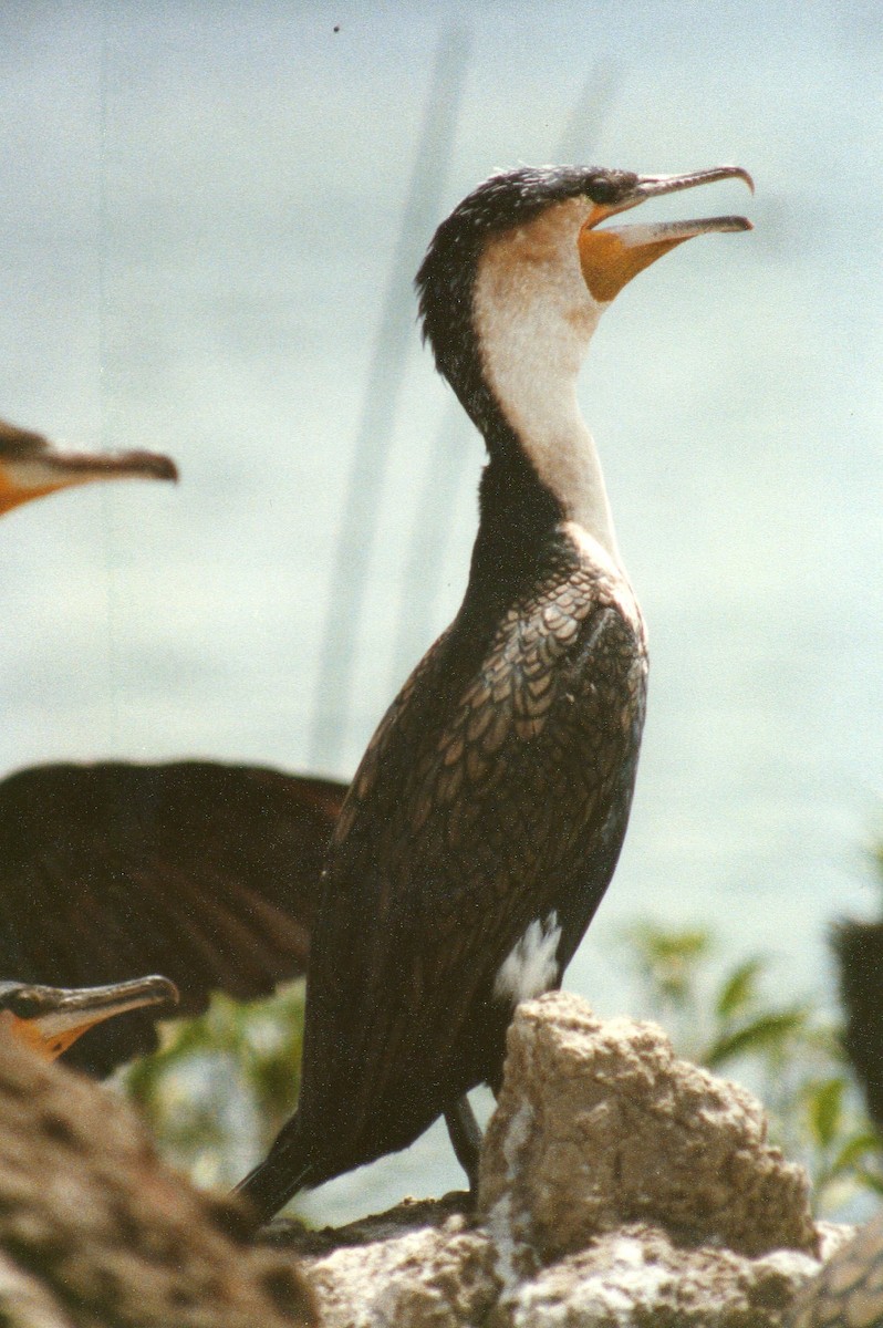 Great Cormorant (White-breasted) - ML204621571