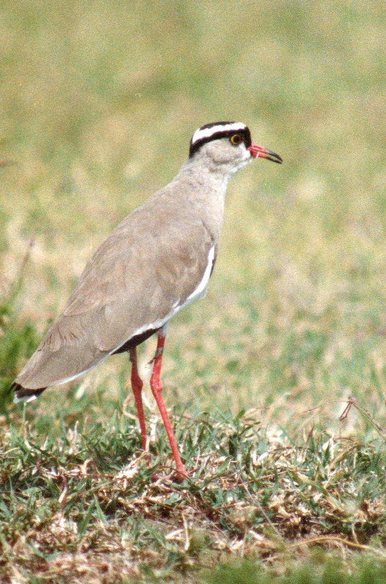 Crowned Lapwing - ML204621591