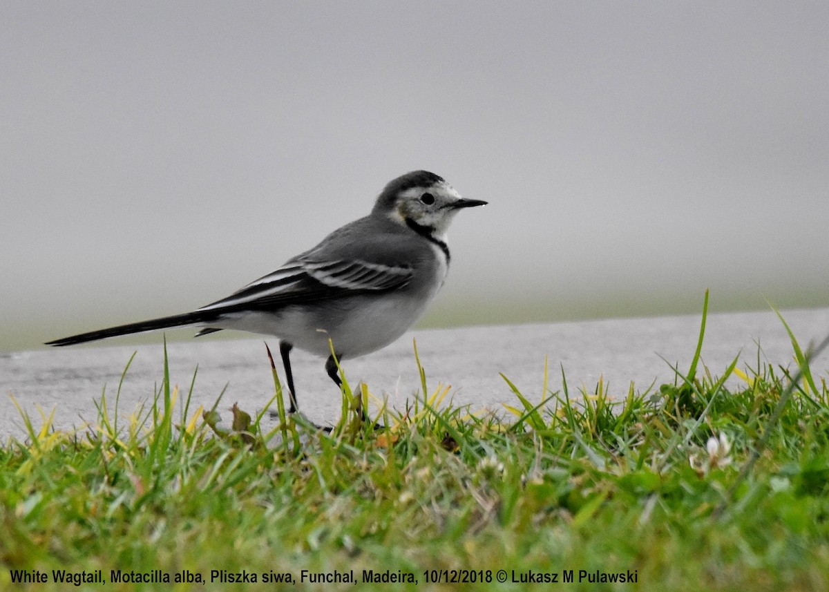 White Wagtail (White-faced) - ML204622181