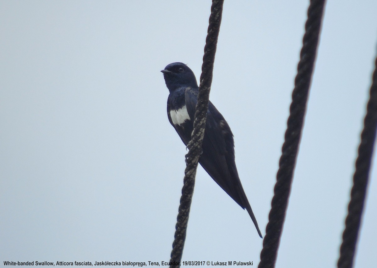 White-banded Swallow - ML204622201