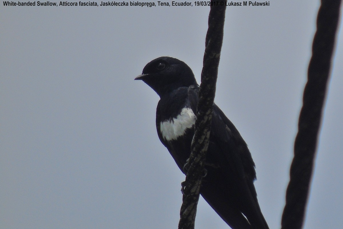 White-banded Swallow - ML204622211