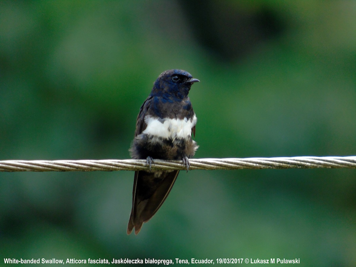 White-banded Swallow - ML204622221