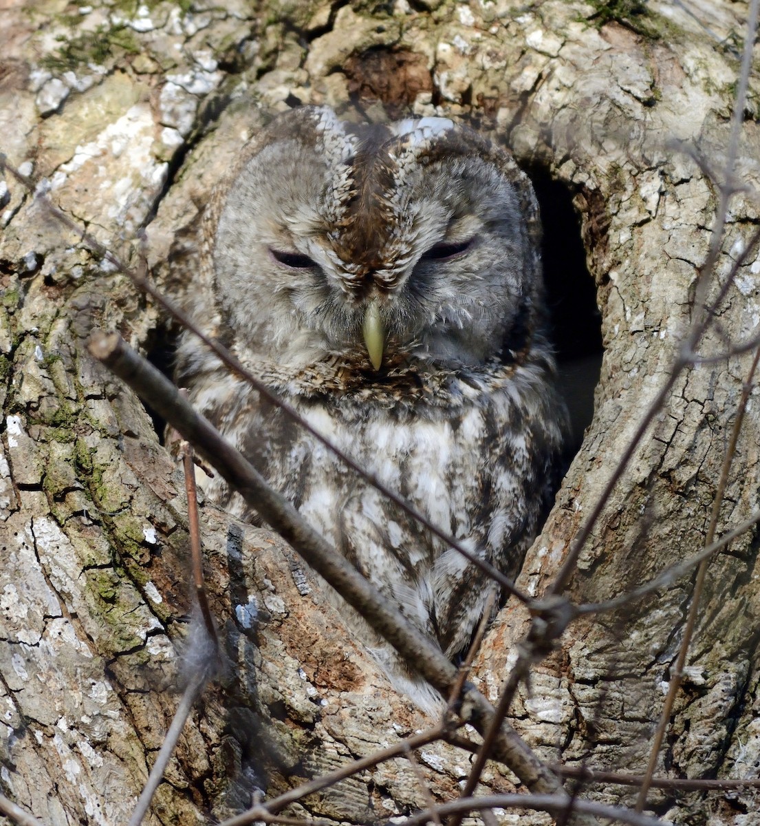 Tawny Owl - Pavel Štěpánek