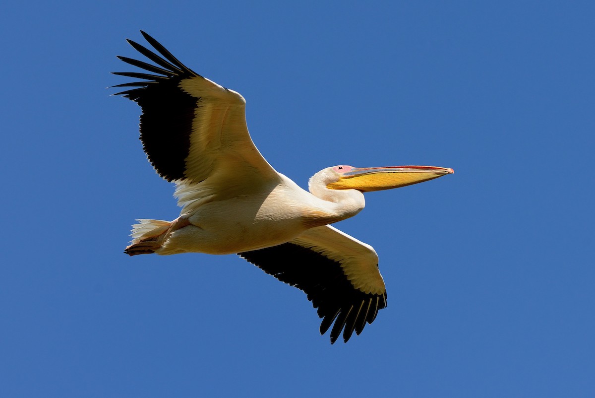 Great White Pelican - Pavel Štěpánek
