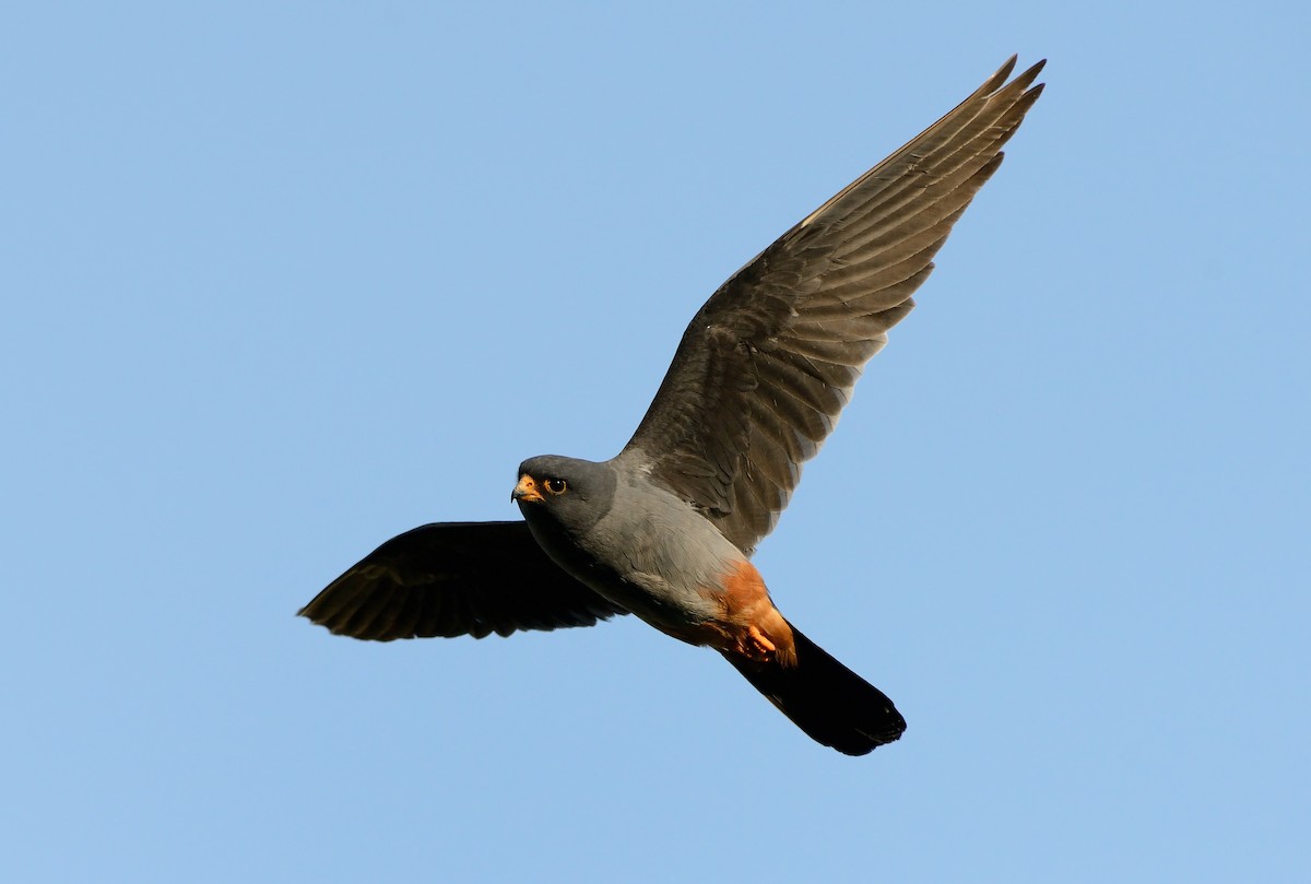 Red-footed Falcon - ML204622501
