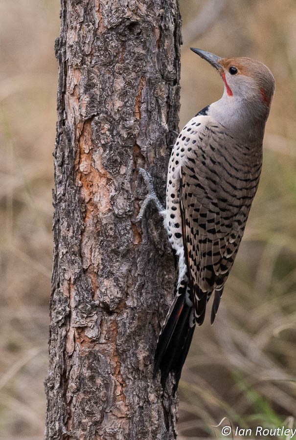 Northern Flicker (Yellow-shafted x Red-shafted) - ML20462261
