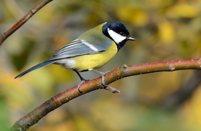 Definitive Basic Male Great Tit (subspecies <em class="SciName notranslate">major</em>). - Great Tit (Great) - 