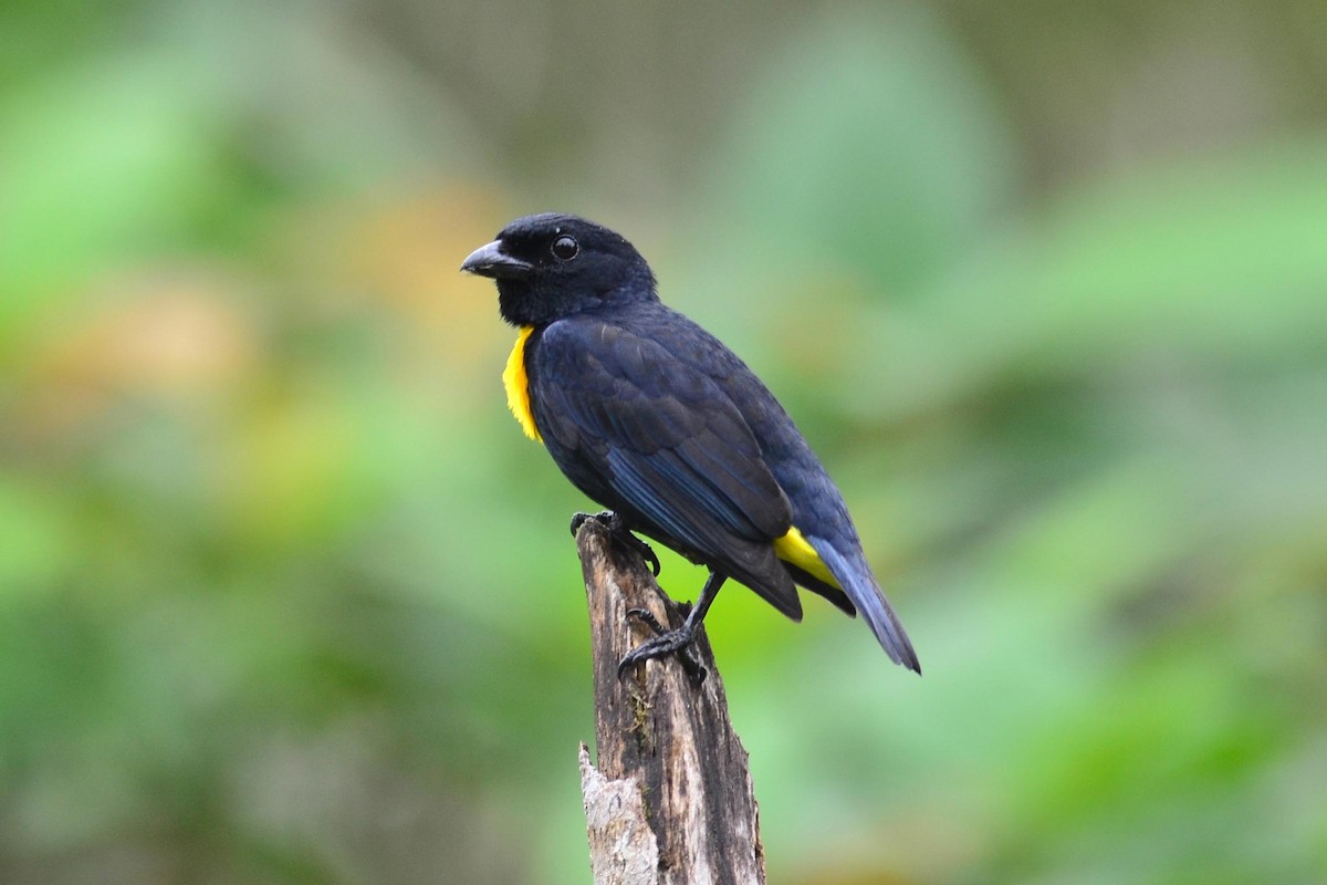 Golden-chested Tanager - ML204623101