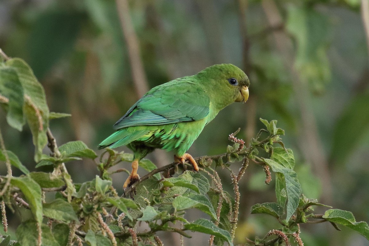 Andean Parakeet - Paul Noakes
