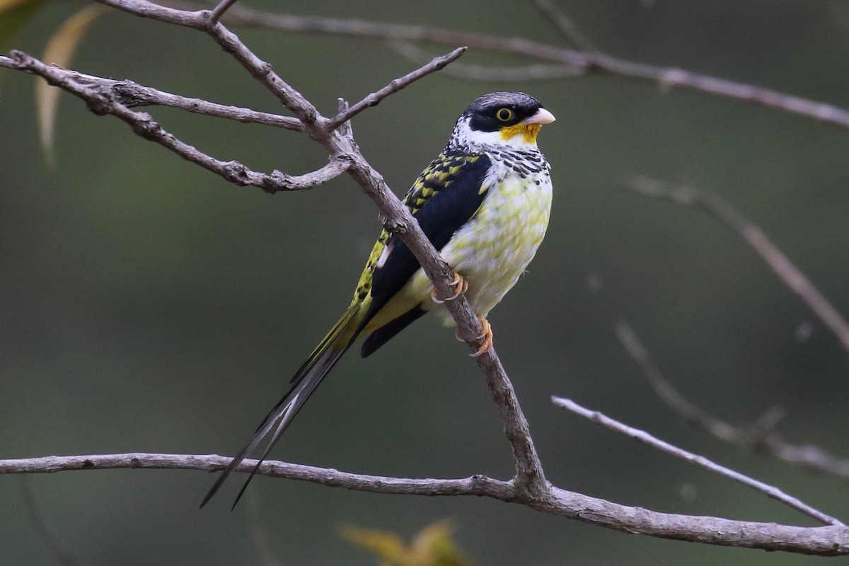 Swallow-tailed Cotinga (Palkachupa) - ML204623221