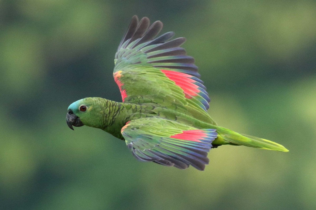 Turquoise-fronted Parrot - ML204623281