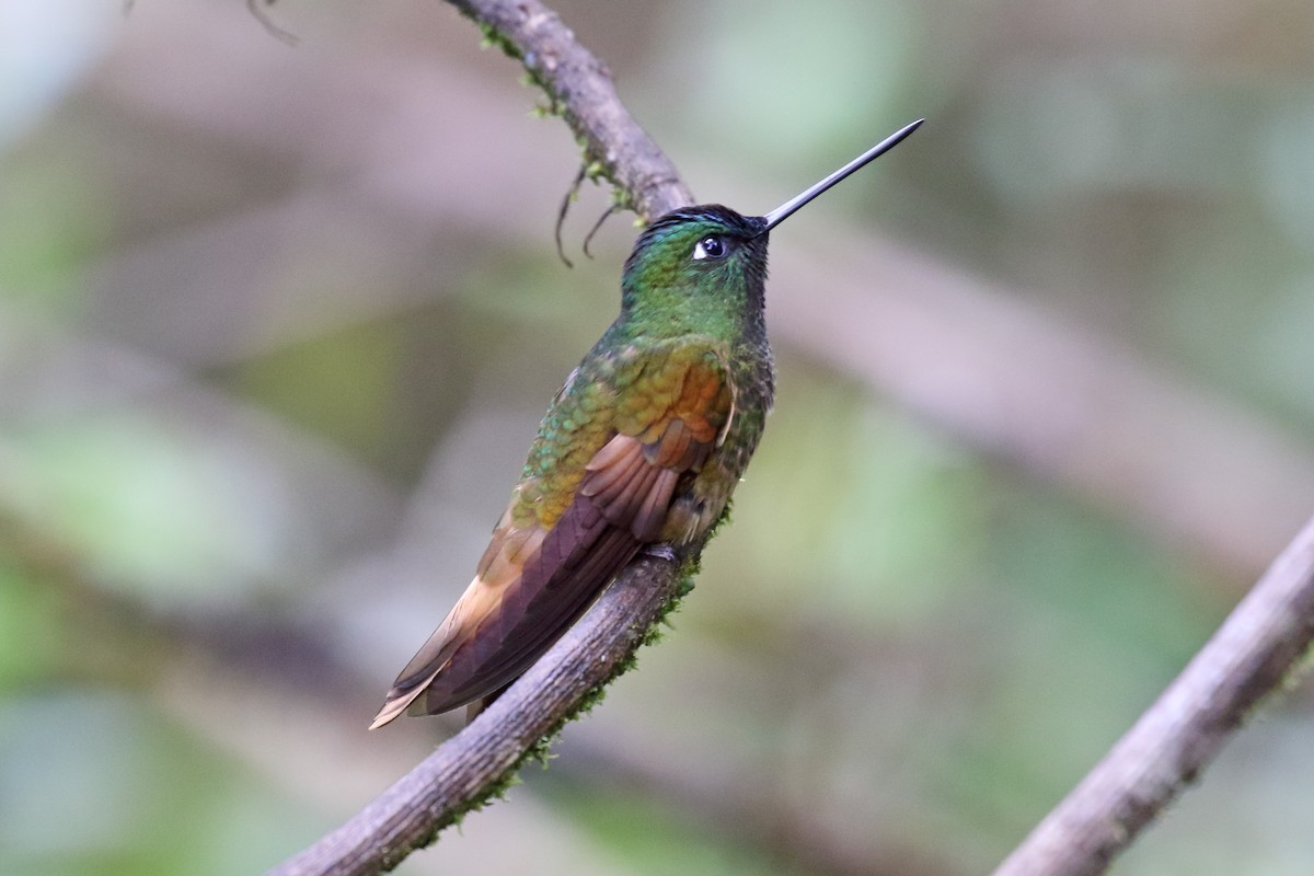 Violet-throated Starfrontlet (Cuzco) - Paul Noakes