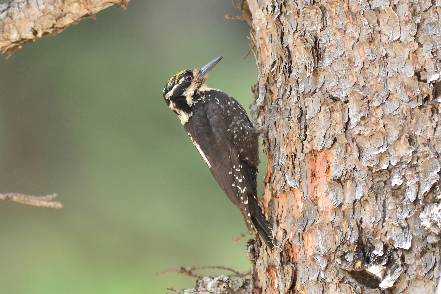 Eurasian Three-toed Woodpecker (Dark-bodied) - Paul Noakes