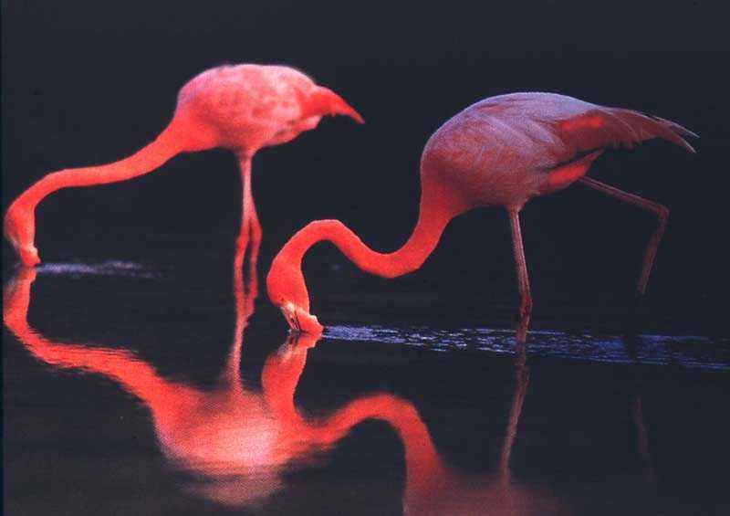 American Flamingo - raniero massoli novelli