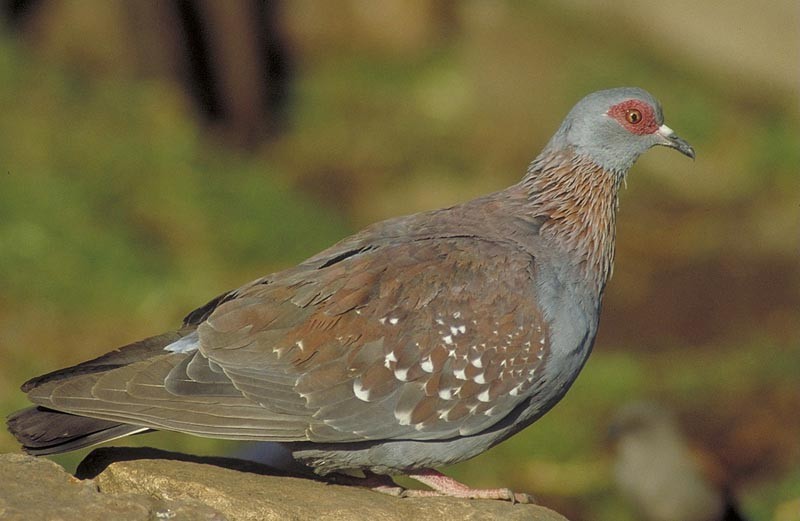 Speckled Pigeon - ML204623841