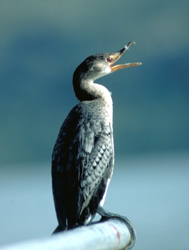 Long-tailed Cormorant - raniero massoli novelli