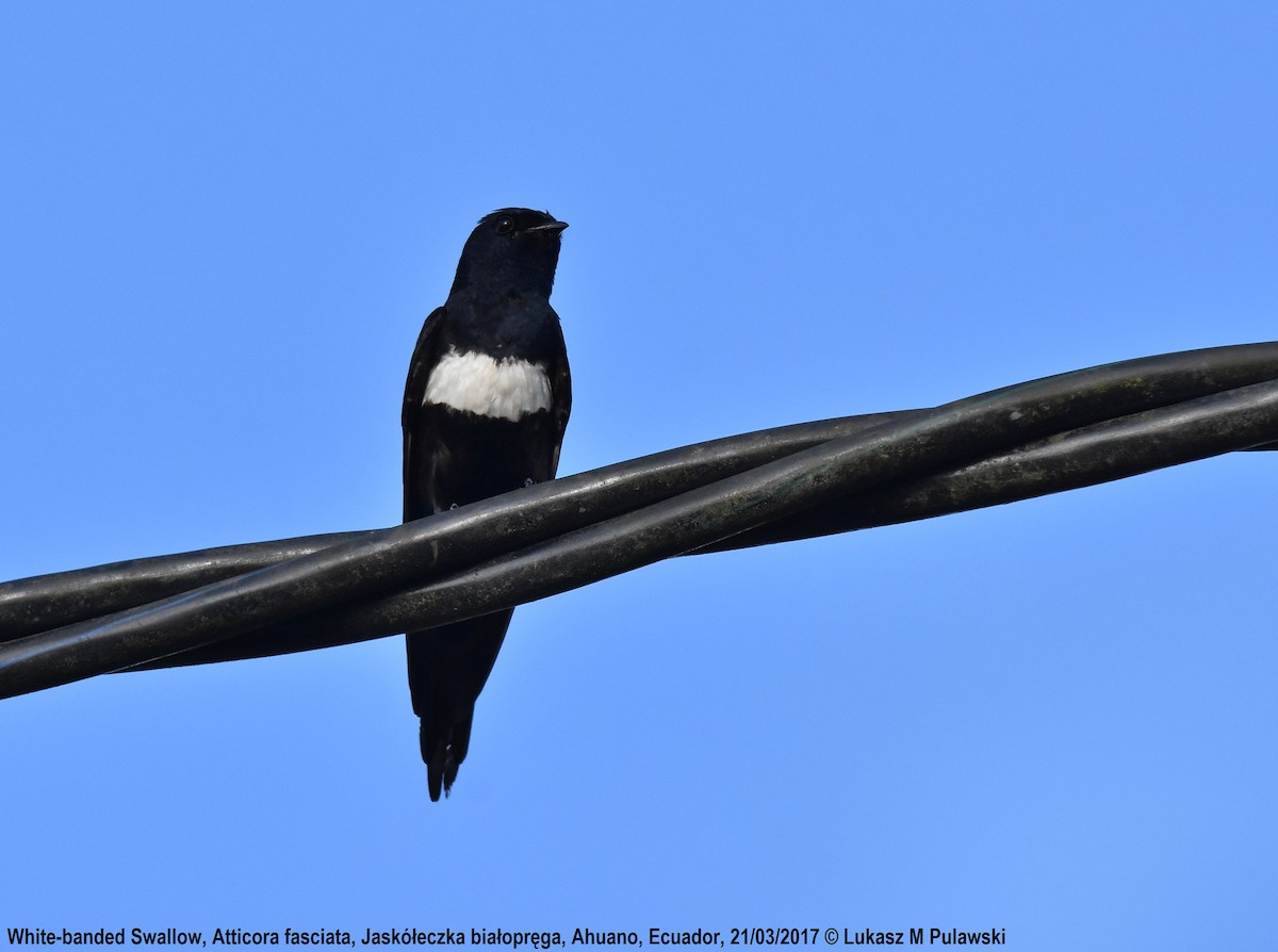 White-banded Swallow - ML204624071