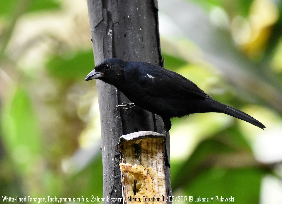 White-lined Tanager - ML204624371