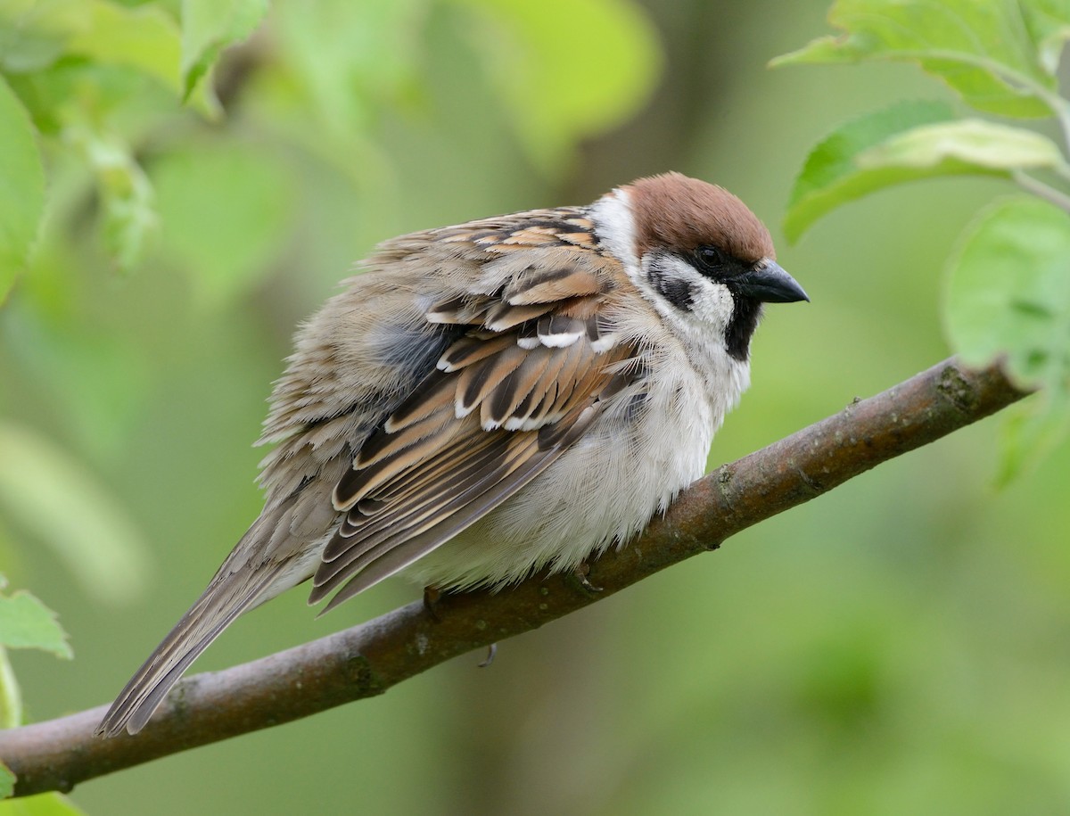 Eurasian Tree Sparrow - Pavel Štěpánek
