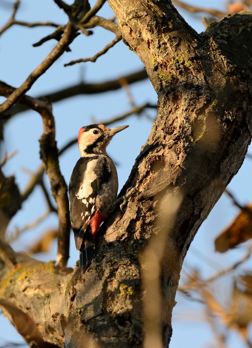 Syrian Woodpecker - Pavel Štěpánek