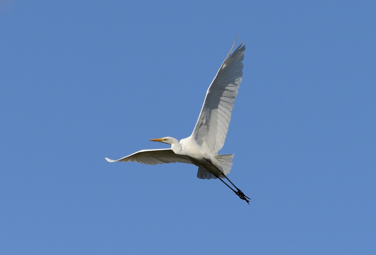 Great Egret (alba) - ML204624711