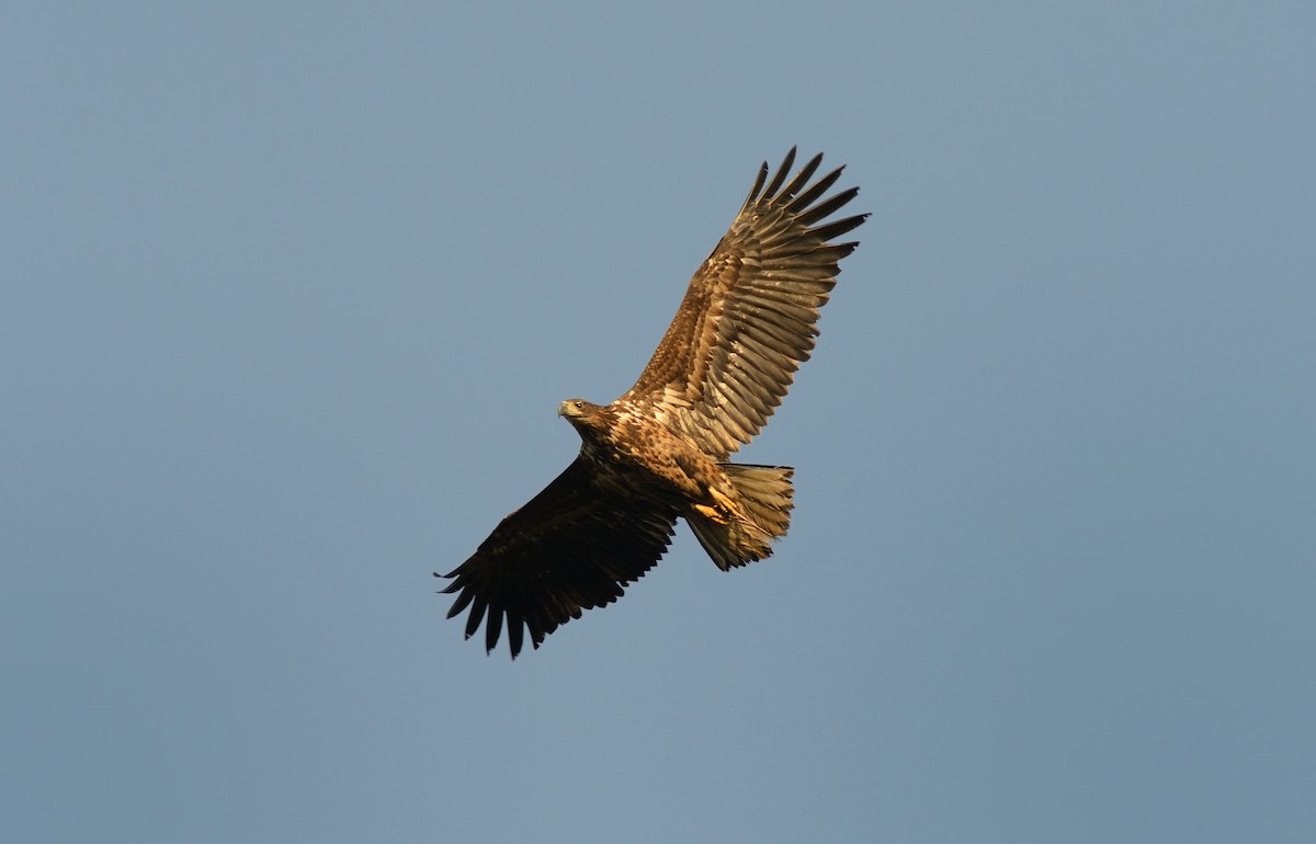 White-tailed Eagle - Pavel Štěpánek