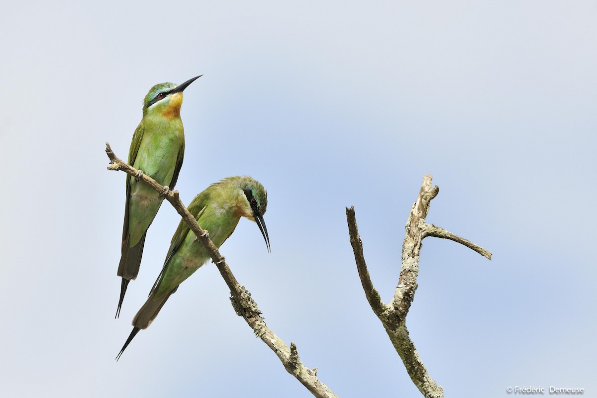 Blue-cheeked Bee-eater - ML204625321