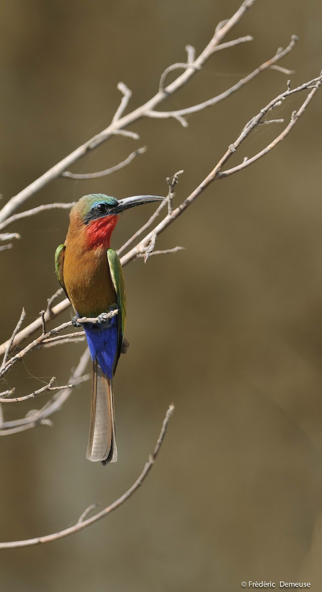Red-throated Bee-eater - ML204625331