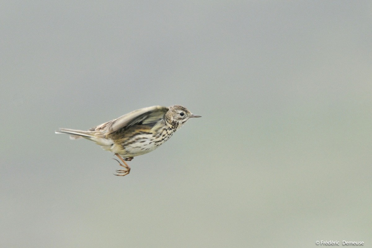 Meadow Pipit - Frederic Demeuse