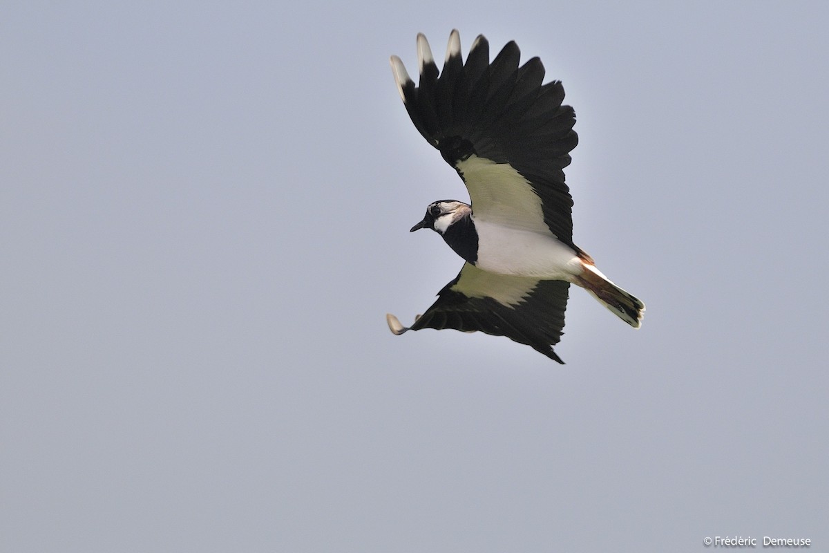 Northern Lapwing - Frederic Demeuse