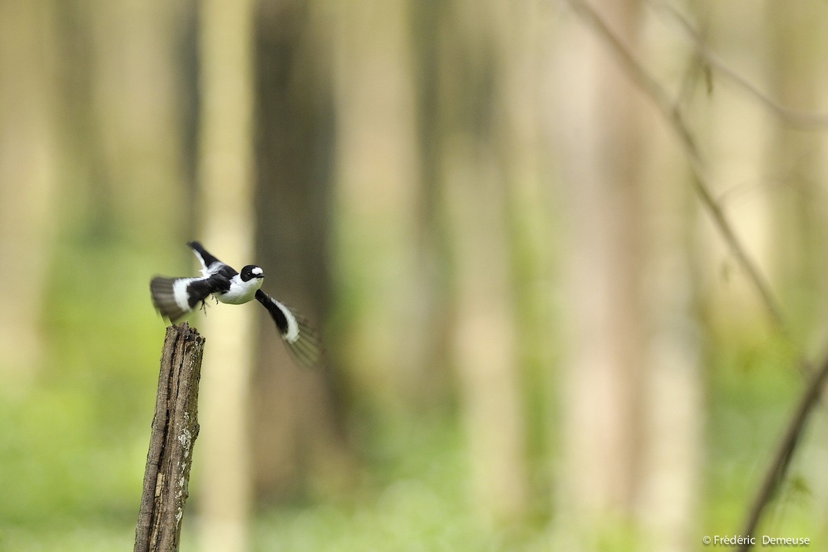 Collared Flycatcher - Frederic Demeuse