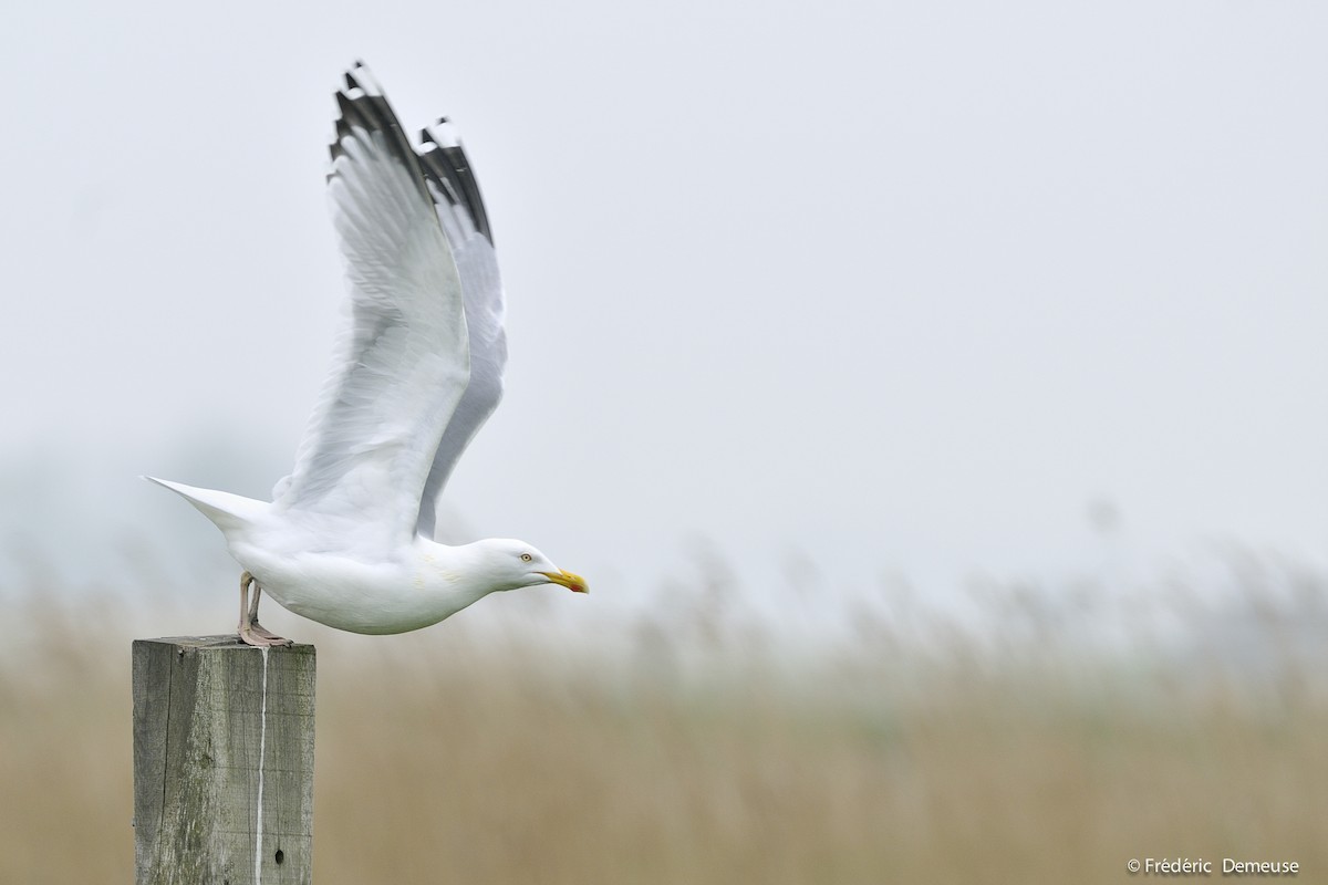 Herring Gull (European) - Frederic Demeuse