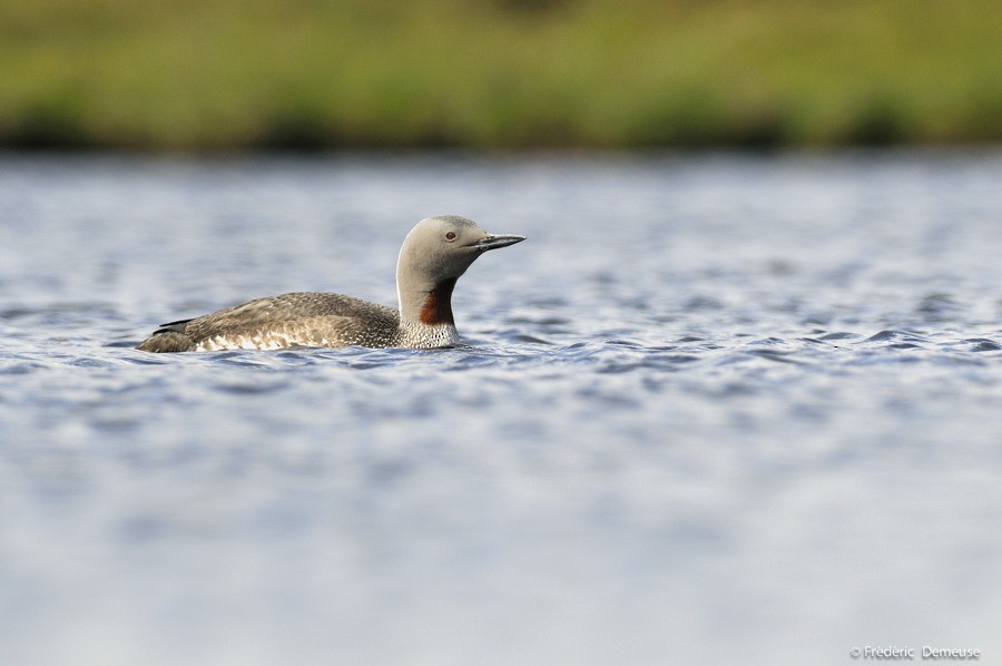 Red-throated Loon - Frederic Demeuse