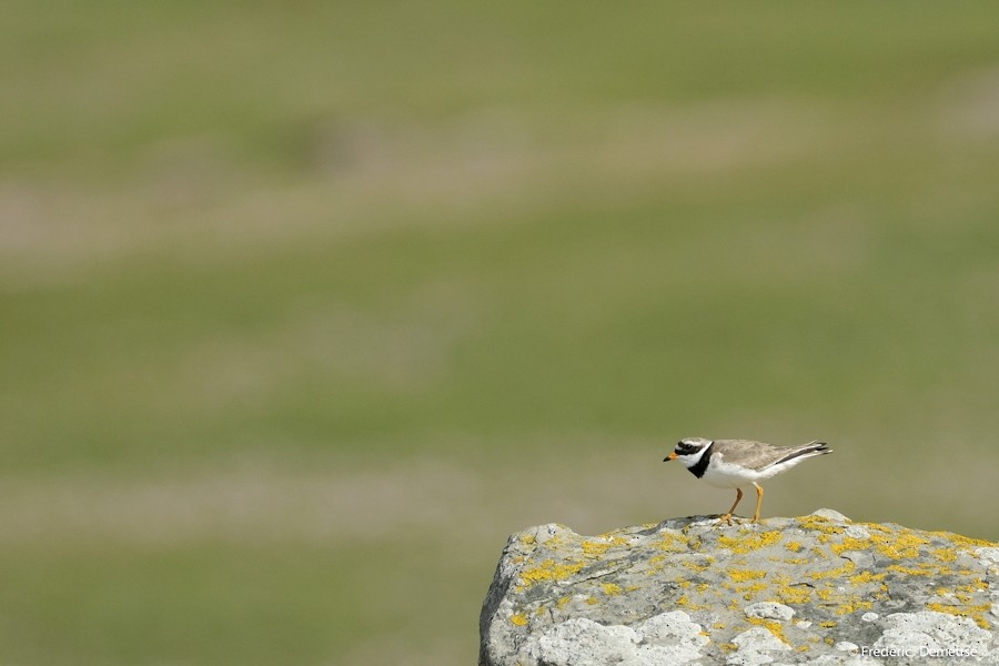 Common Ringed Plover - Frederic Demeuse