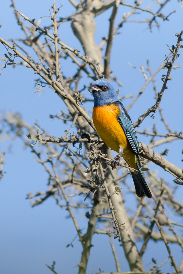 Blue-and-yellow Tanager (Blue-and-yellow) - ML204625821