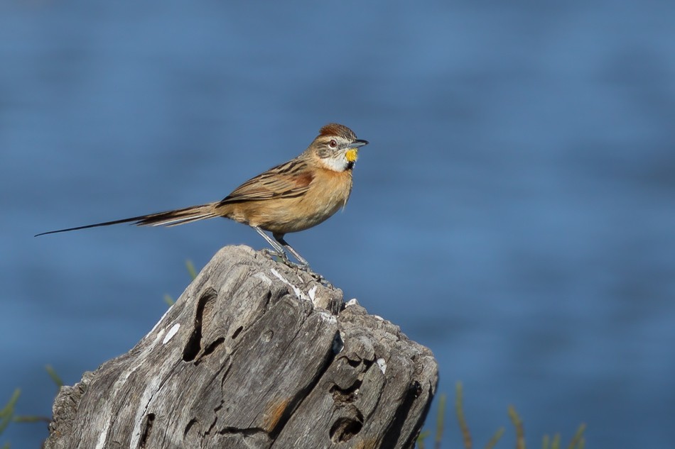 Chotoy Spinetail - ML204625851