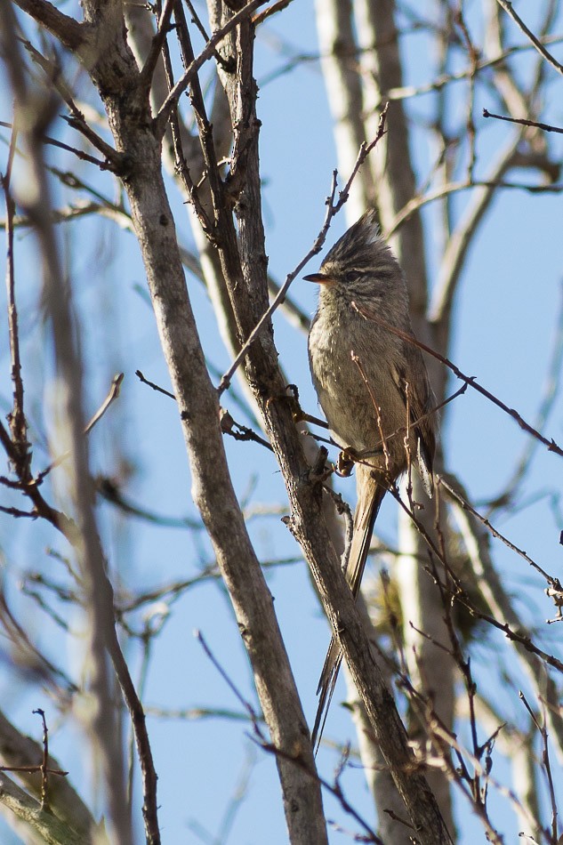 Tufted Tit-Spinetail - ML204625901
