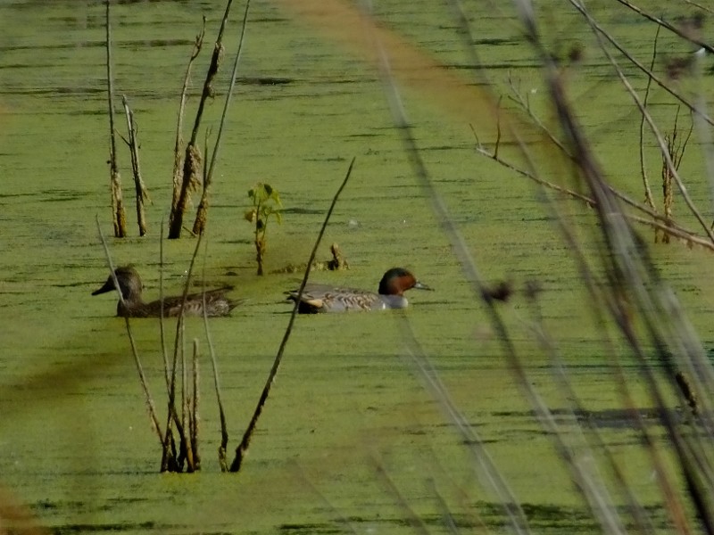 Green-winged Teal - ML20462601