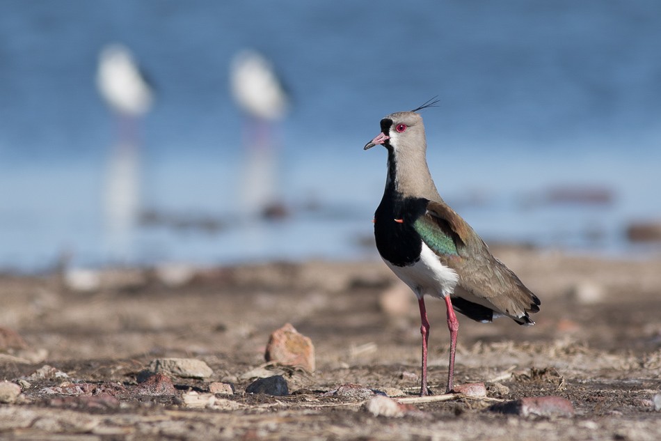 Southern Lapwing (chilensis/fretensis) - Jorge Claudio Schlemmer