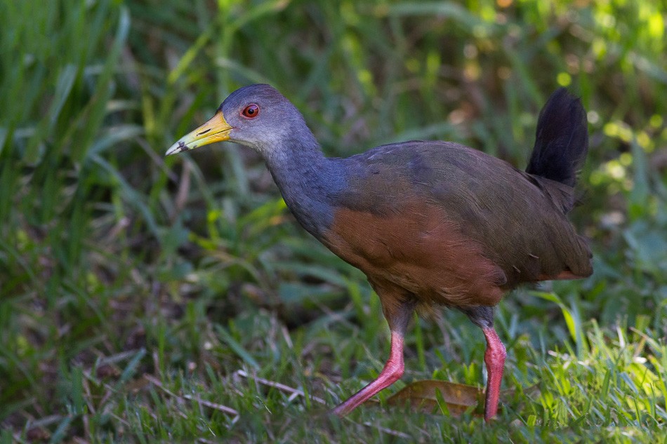 Gray-cowled Wood-Rail (Gray-cowled) - Jorge Claudio Schlemmer