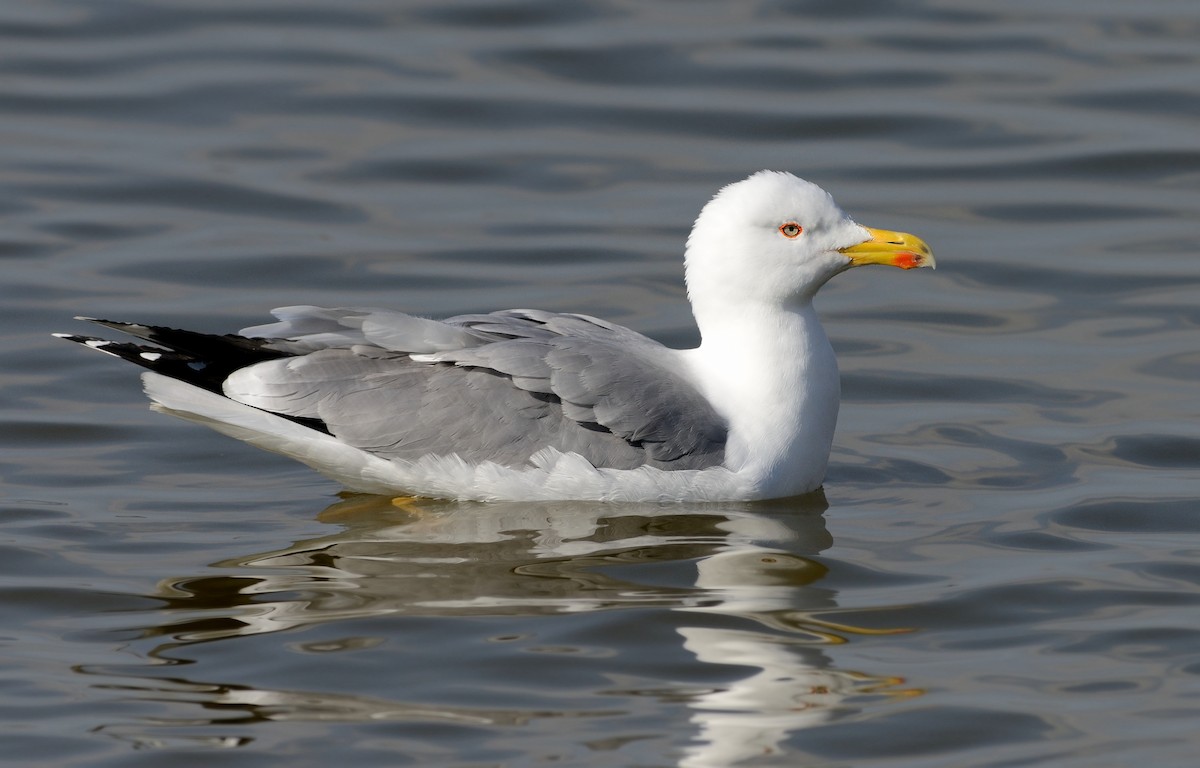 Yellow-legged Gull (michahellis) - ML204627101