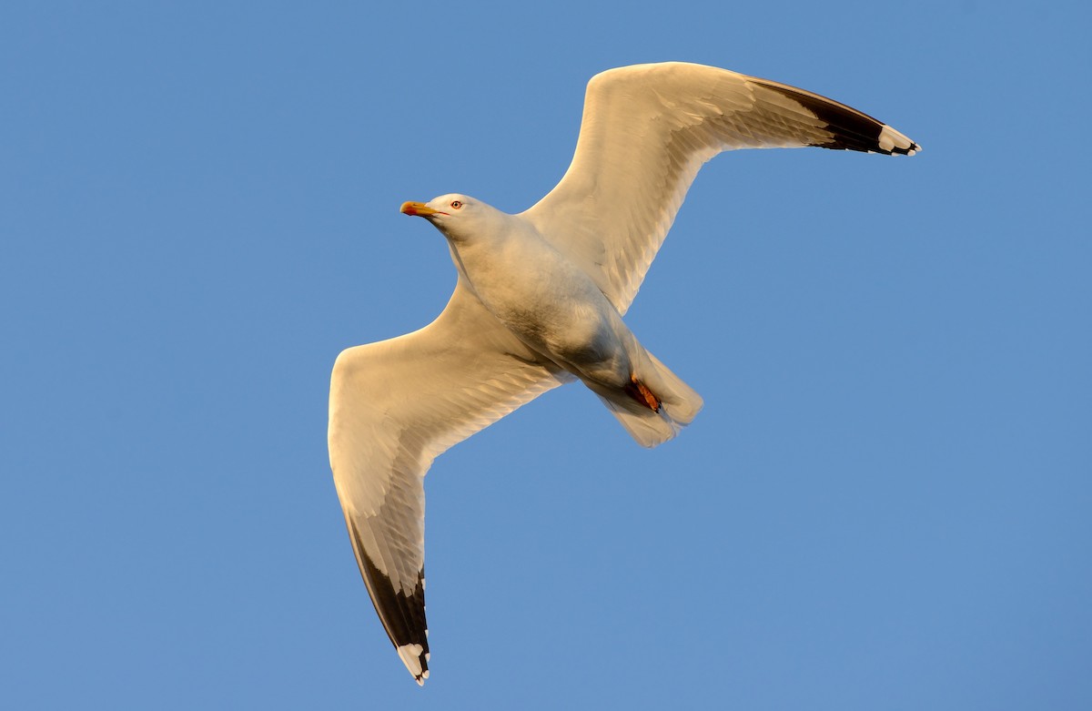 Yellow-legged Gull (michahellis) - ML204627111