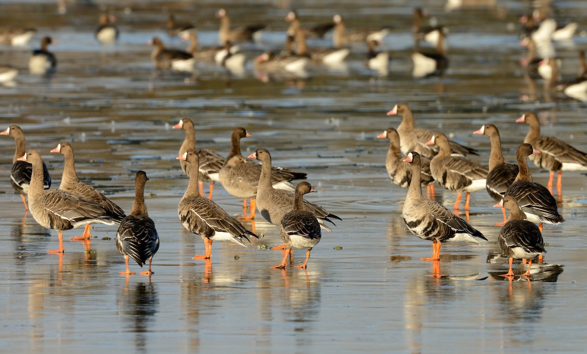 Greater White-fronted Goose - ML204627361
