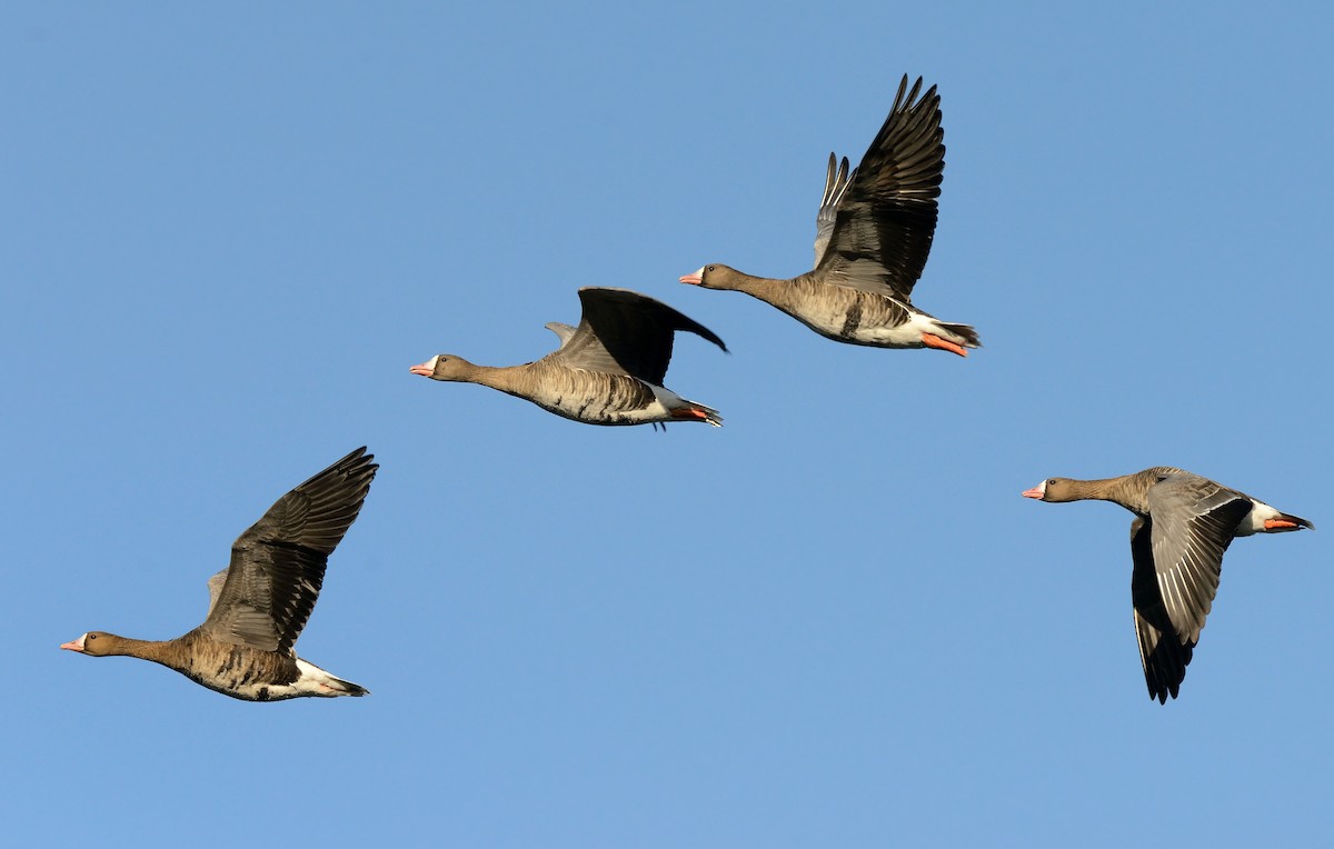 Greater White-fronted Goose - ML204627371